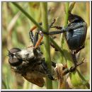 Pamponerus germanicus - Alabasterfliege w06 mit Blatthornkaefer-Hoplia.jpg